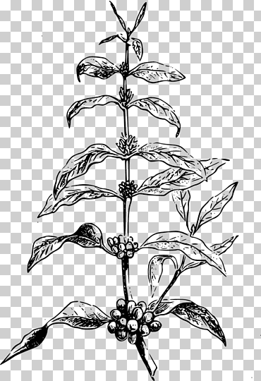 Arte Con Líneas De Flores, Café, Grano De Café, Café Arábica, Latte, Plantas, Frijol Común, Dibujo png
