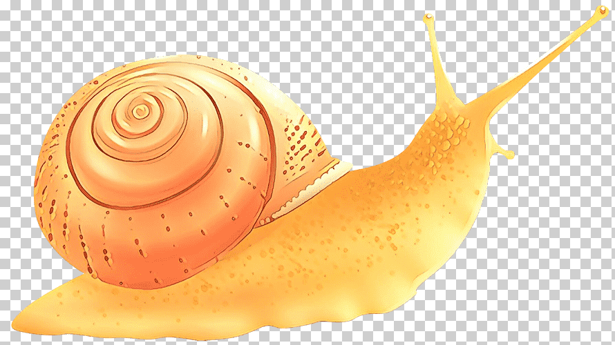 Улитка оранжевая. Игрушка улитка СЛИЗЕНЬ. Челюсть улитки. Slug Shell. Shell cartoon.