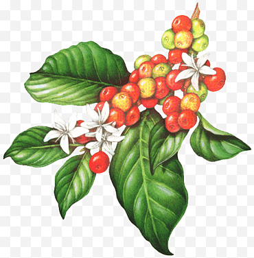 Ilustración De Hoja, Café, Grano De Café, Café Arábica, Café, Té, Espresso, Dibujo png