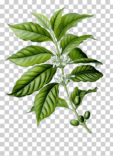 Grano de café, Acuarela, Pintura, Tinta húmeda, Café Arábica, Café Blue Mountain de Jamaica, Mokaflor, Tostado de café png