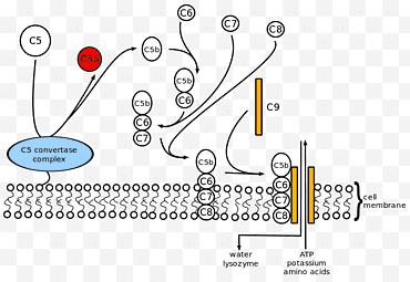 Design del cerchio, complesso di attacco della membrana del complemento, sistema del complemento, membrana cellulare, componente del complemento 5, agente patogeno, sistema immunitario, deficit del percorso del complemento terminale png