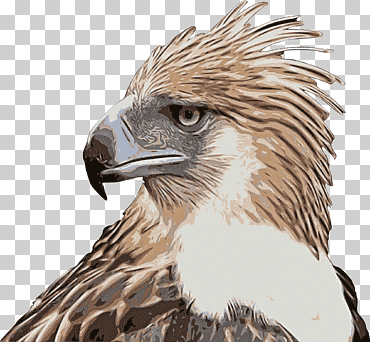 Dorada, águila calva, águila filipina, halcón, Filipinas, pájaro, águila pescadora, águila pescadora filipina png