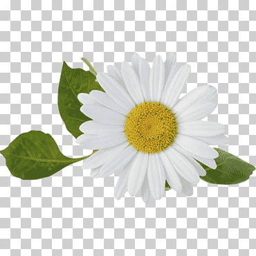 Medicina, manzanilla romana, manzanilla alemana, té, extracto, hierba, hierbas medicinales, plantas medicinales png