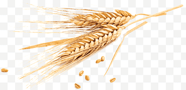 Trigo, Emmer, Cereal, Grano, Wheatbelt, Trigo Común, Centeno, Cebada png