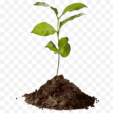 Día del árbol, Café, Árbol, Plantas, Agricultura, Compost, Suelo, Vivero png