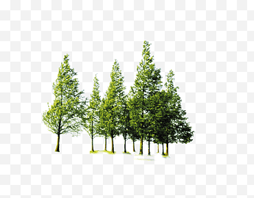 Árbol genealógico, árbol forestal, árbol frutal, rama, silvicultura, pino Lodgepole, verde, planta png