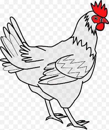 Dibujo lineal de pájaro, Silkie, ala de búfalo, pollo de Cornualles, pollo de pata azul, gallina azul de Delaware, aves de corral, gallo png