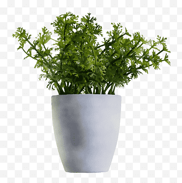 Hoja De Aloe Vera, Planta De Interior, Aspidistra Elatior, Plantas, Maceta, Vivero, Patología Vegetal, Jardín png