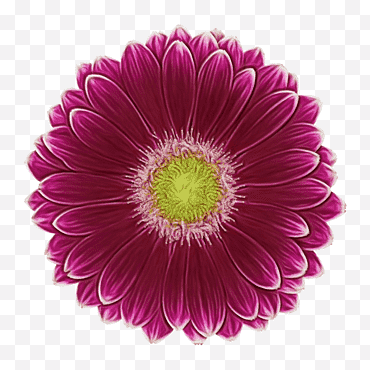 Flores, Margarita Transvaal, Flores Cortadas, Crisantemo, Pétalo, Página, Magenta, Enagua png