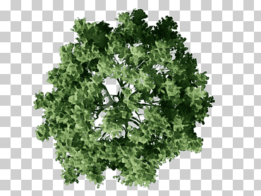 Árbol genealógico, Acuarela, Pintura, Tinta húmeda, Plan arquitectónico, Plano del sitio, Arquitectura, Árbol forestal png