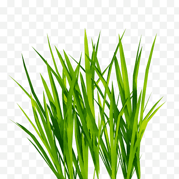 Hoja verde, Gráficos 3D por computadora, Mapeo de texturas, Hierba, Planta, Familia de la hierba, Cebollino, Hierba png